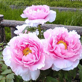 山本倉丘「牡丹」 牡丹 | 小倉山荘（ブランドサイト） | 京都せんべい おかき専門店